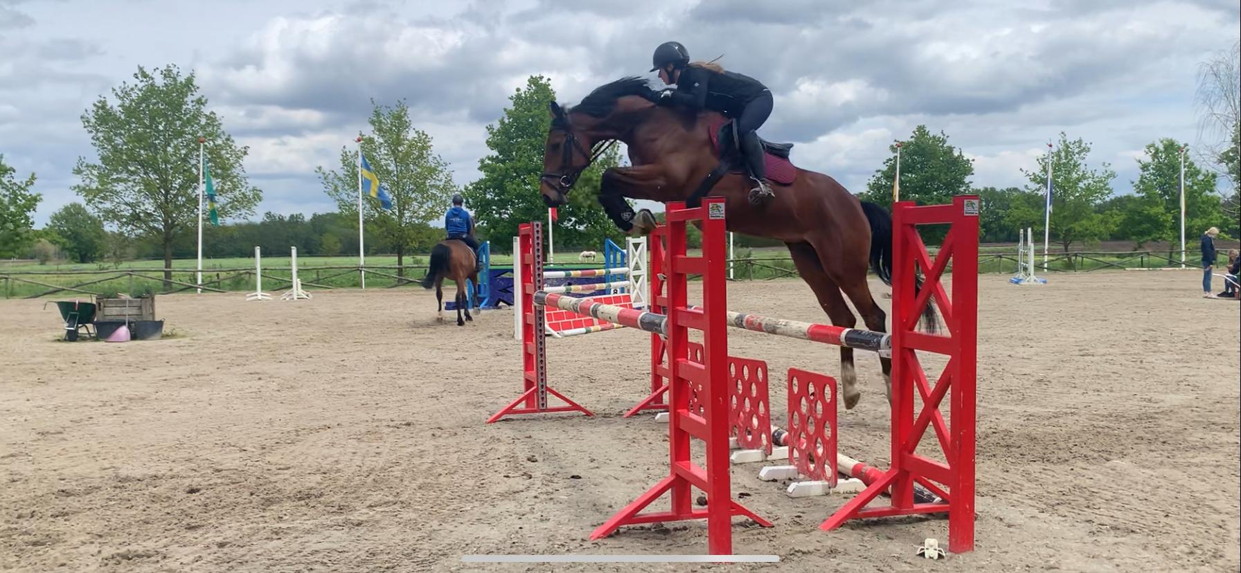 Panturano Van Het Eikehof — conformation, jumping and movement photo 1