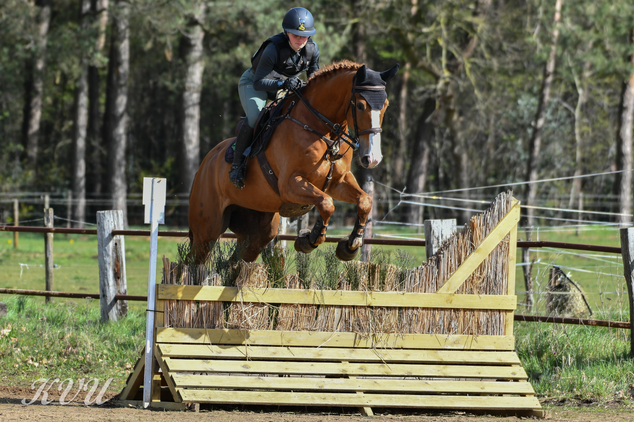 Petit Beurre van het Eikehof Z — conformation, jumping and movement photo 2