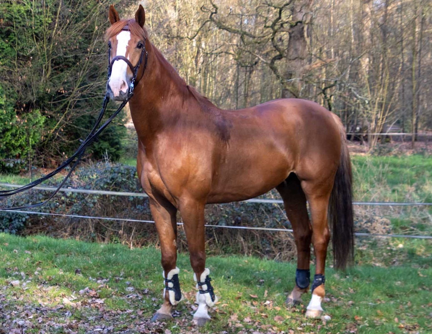 Petit Beurre van het Eikehof Z — conformation, jumping and movement photo 1