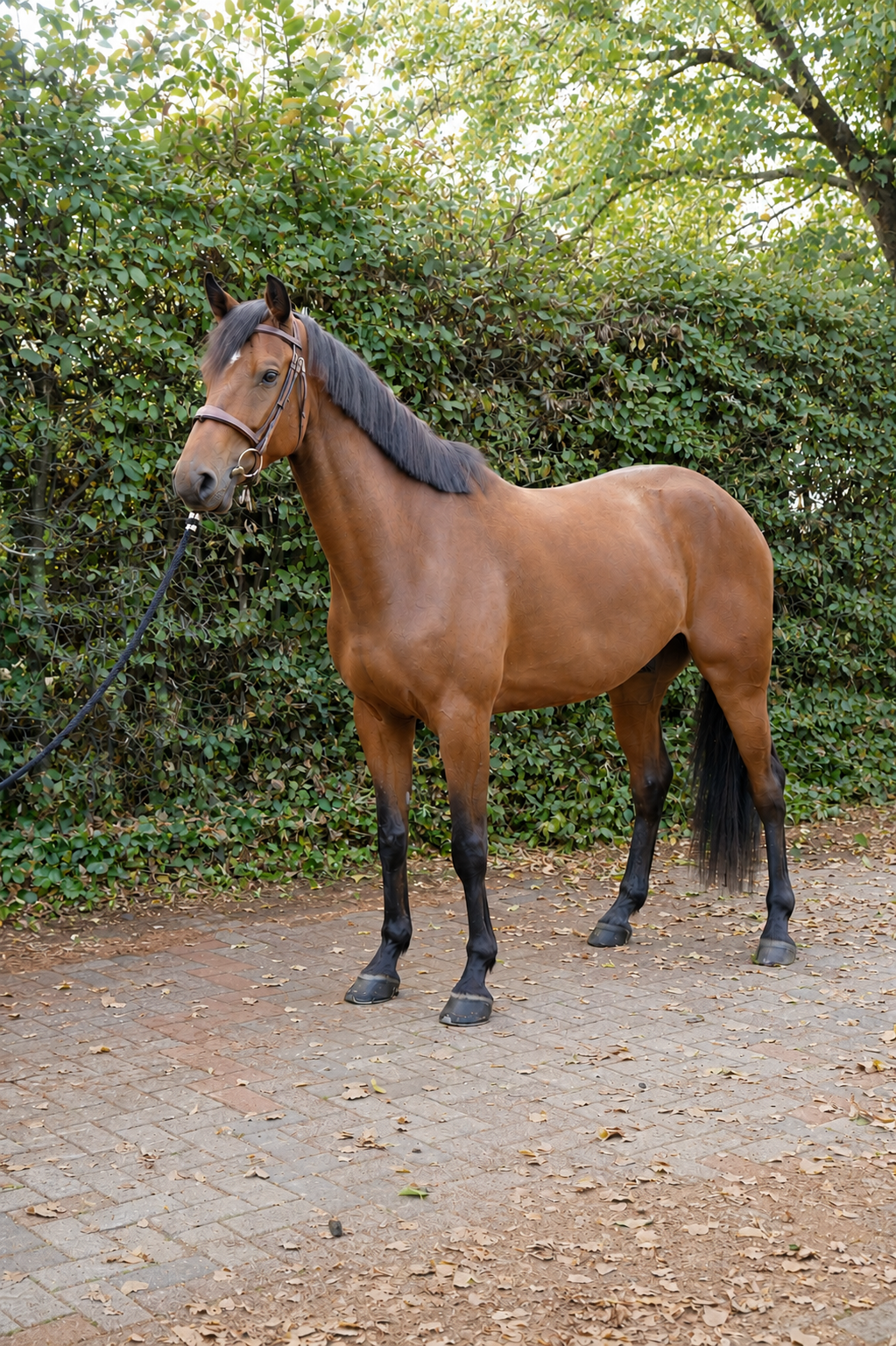 Quin Van Het Eikehof Z — conformation, jumping and movement photo 1