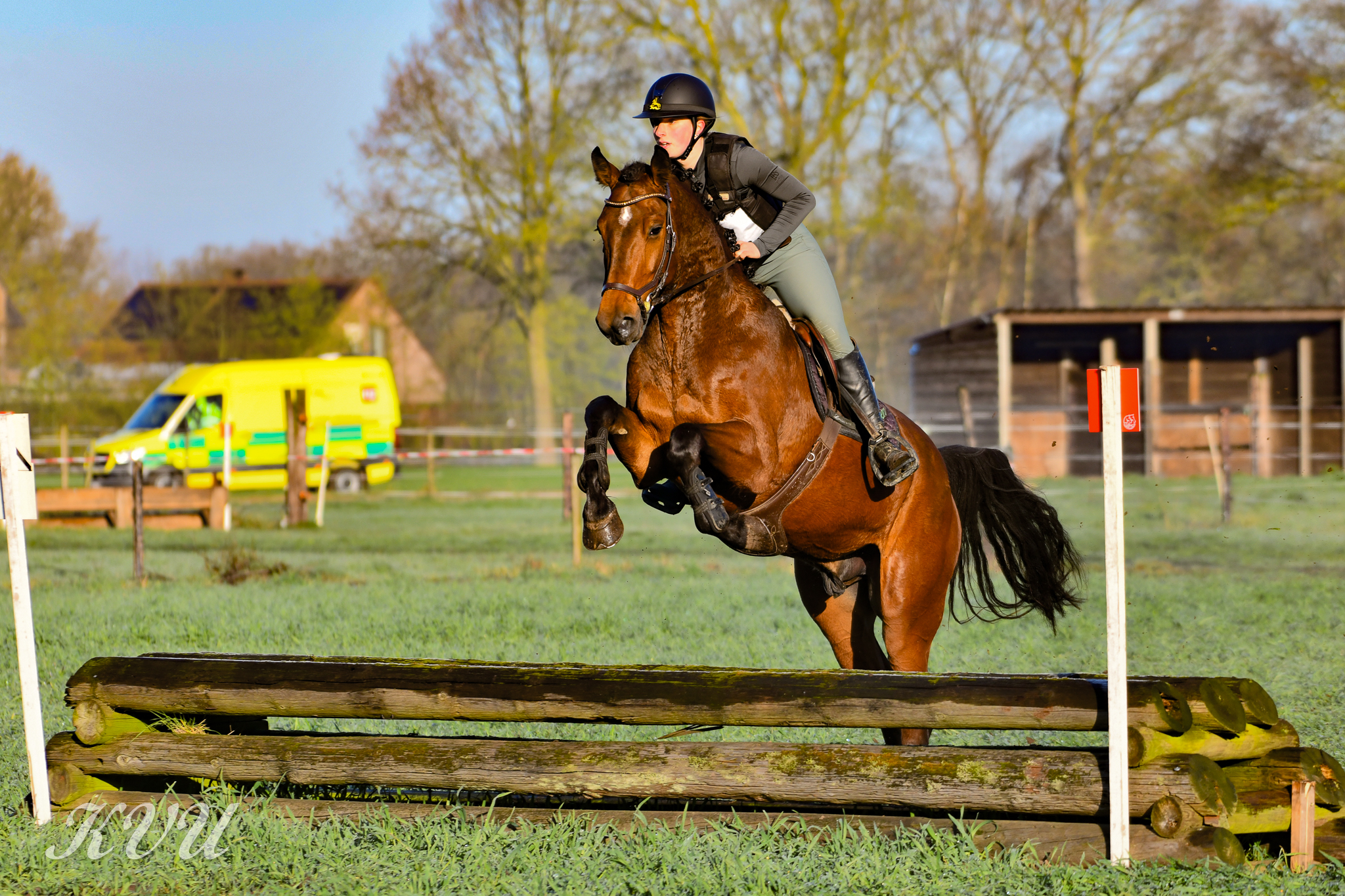 Quin Van Het Eikehof Z — conformation, jumping and movement photo 2